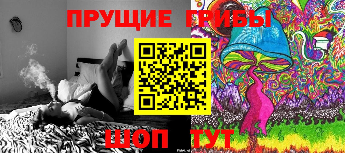 Псилоцибиновые грибы Psilocybine cubensis Санкт-Петербург
